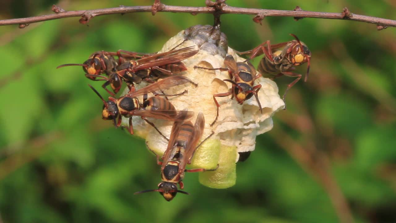 纸蜂视频素材