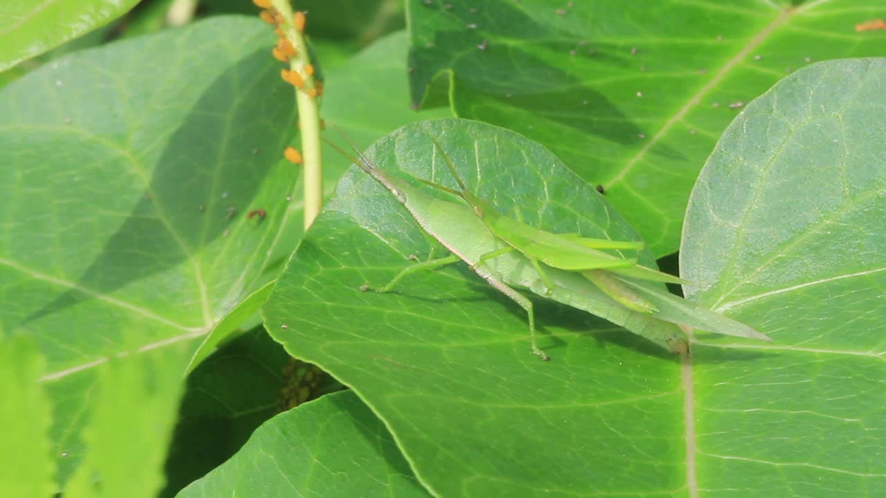 蚱蜢交配视频素材