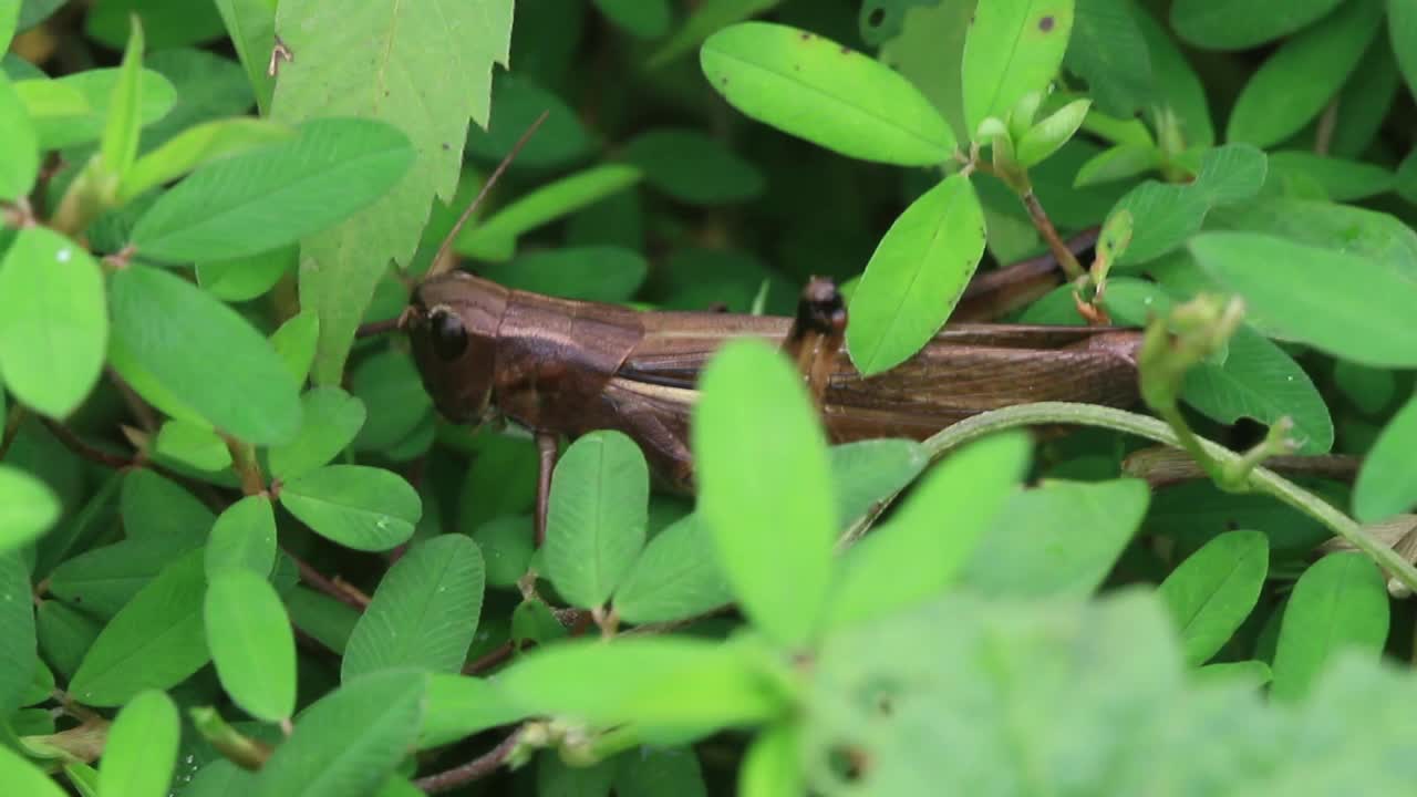 Oxya粳稻(蝗虫)视频素材