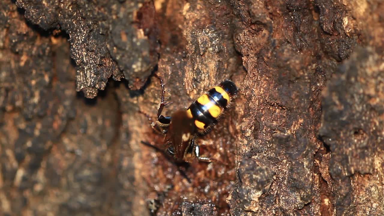 黄蜂吃橡树汁视频素材