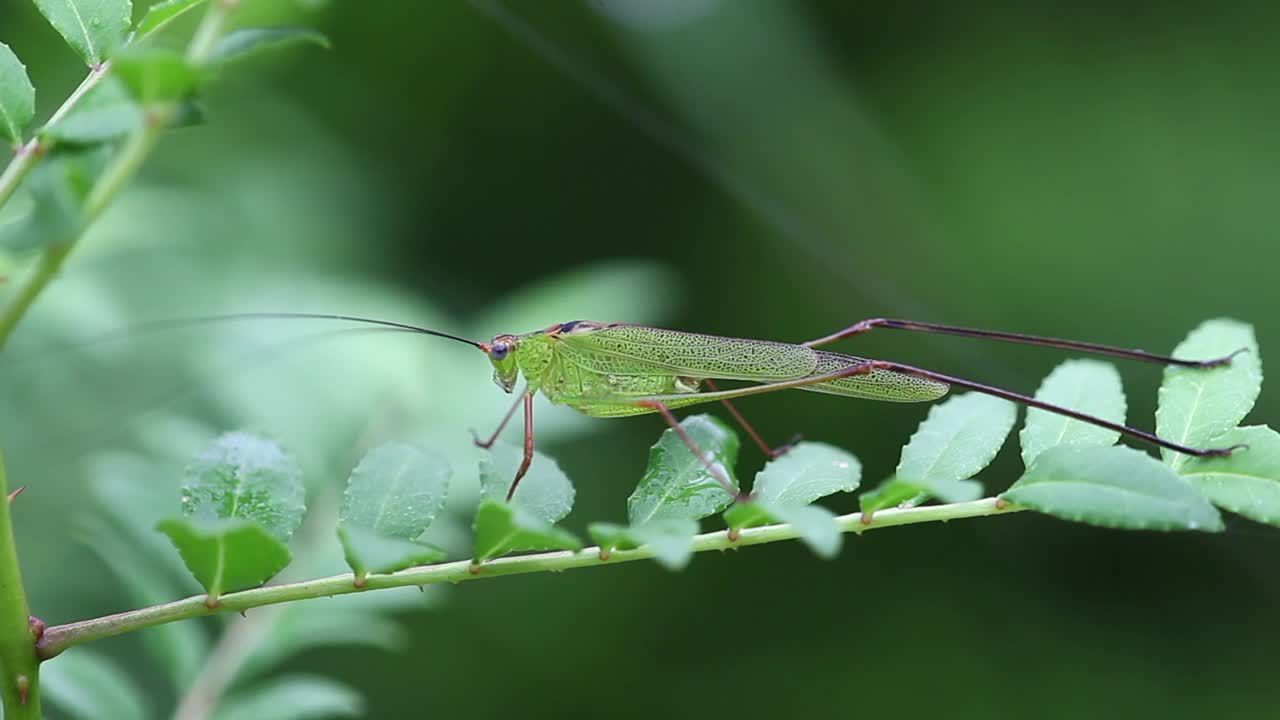 Phaneroptera falcata(美洲大螽斯)视频素材