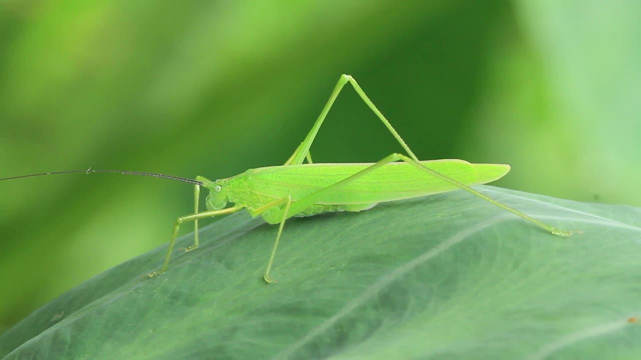 Phaneroptera falcata(美洲大螽斯)视频素材