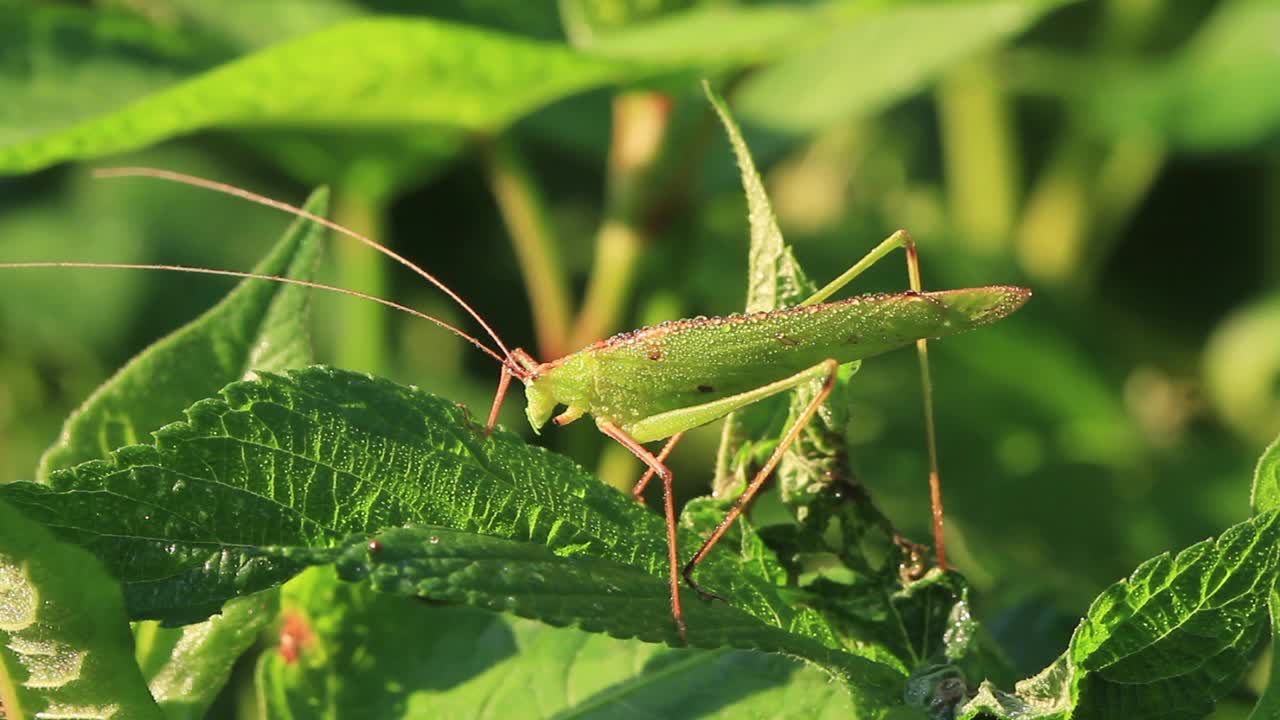 Phaneroptera falcata(美洲大螽斯)视频素材