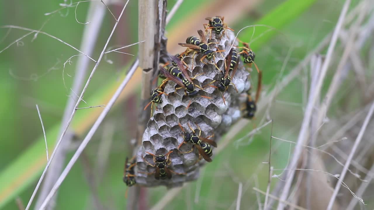 纸蜂视频素材