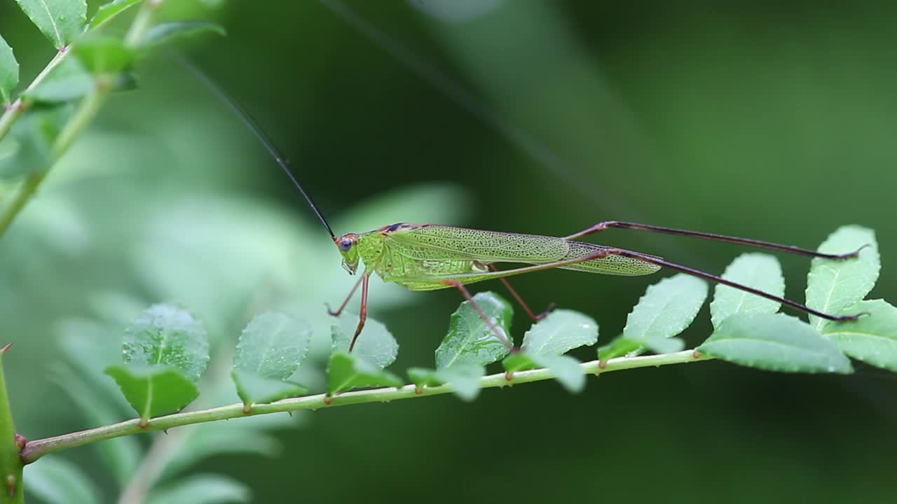 Phaneroptera falcata(美洲大螽斯)视频素材