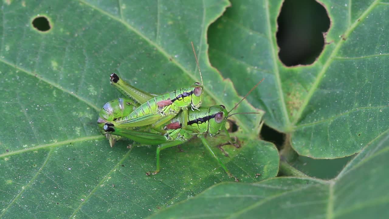 Anapodisma miramae (蚱蜢) 交配视频素材