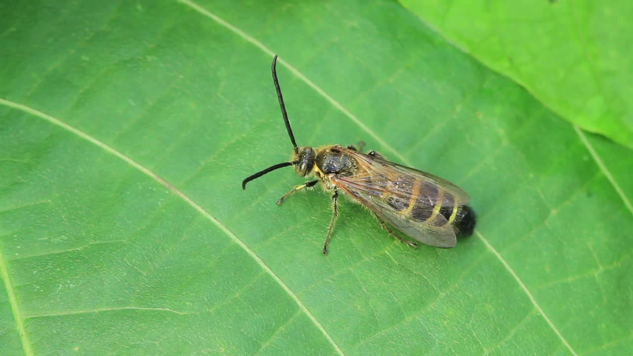 Tenthredo fulva adusta(锯蝇)视频素材