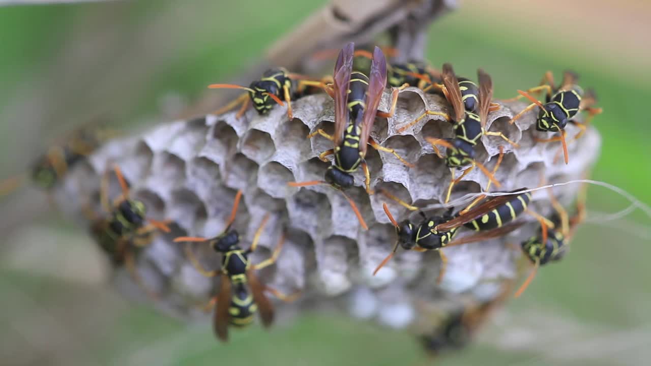 纸蜂视频素材