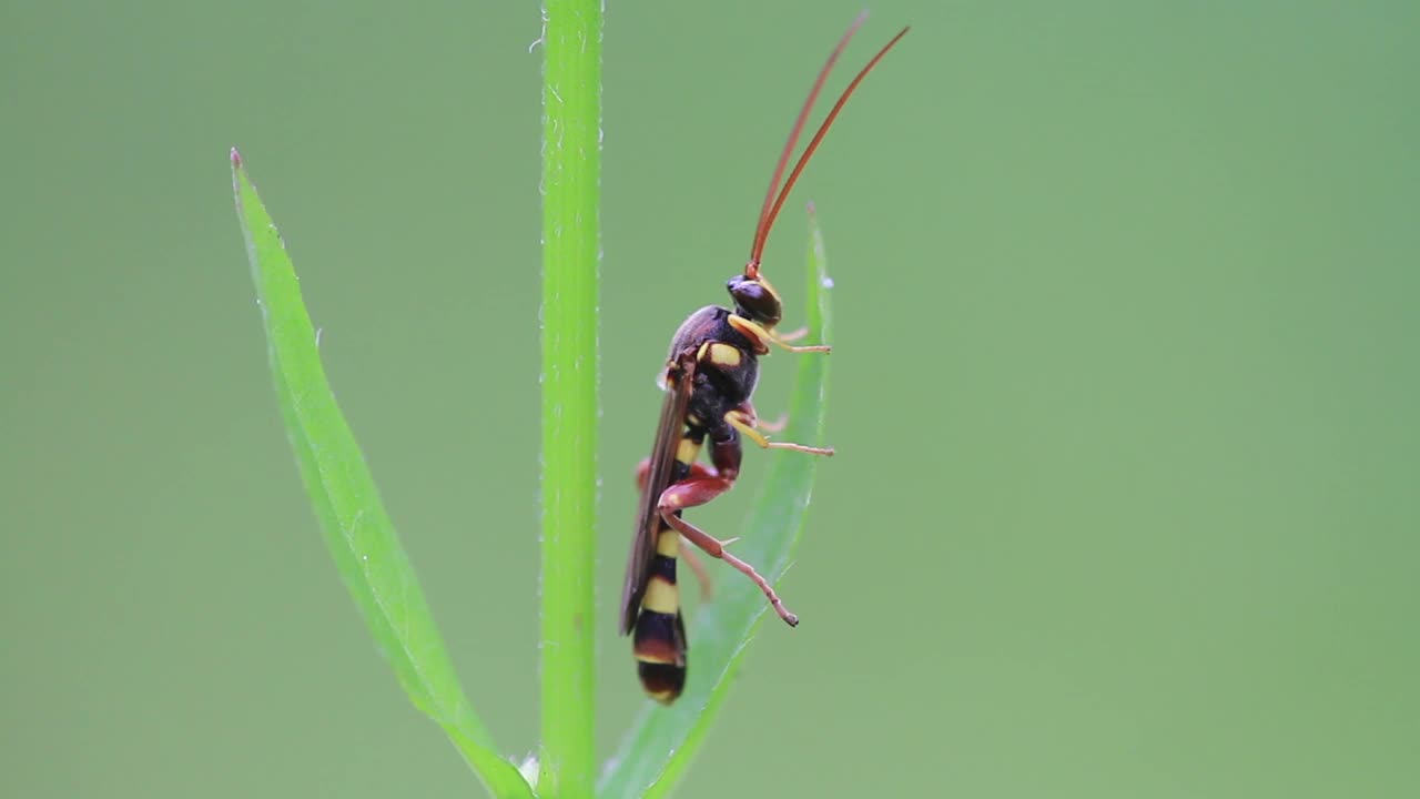 Habronyx线虫(蜜蜂)视频素材