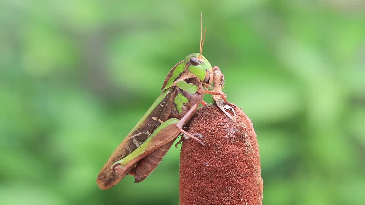 飞蝗(飞蝗)视频素材