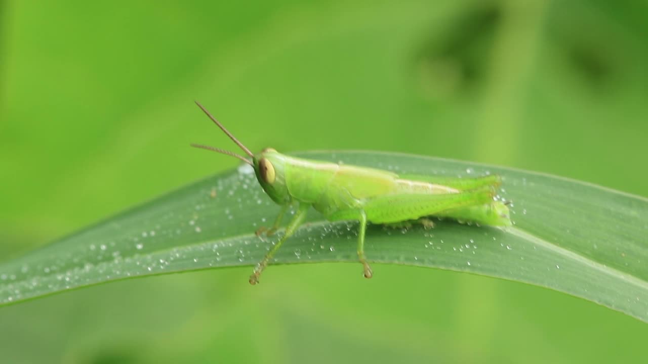 日本稻蝗幼虫(蚱蜢)视频素材