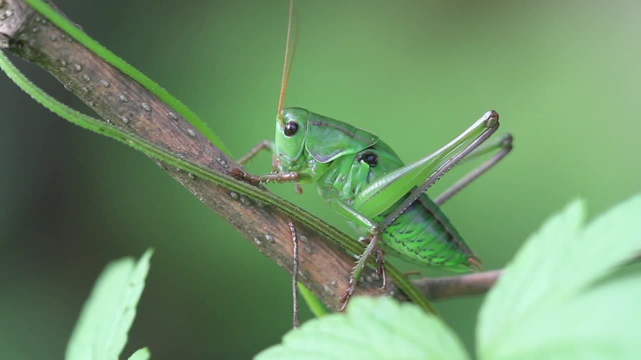 长角蚱蜢视频素材