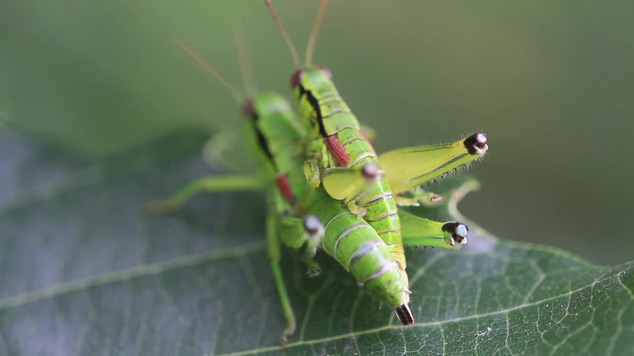 Anapodisma miramae (蚱蜢) 交配视频素材