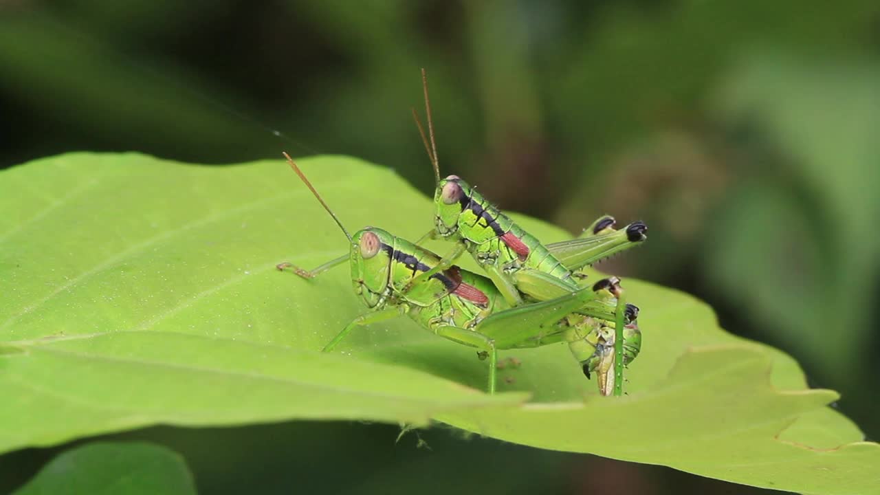 Anapodisma miramae (蚱蜢) 交配视频素材