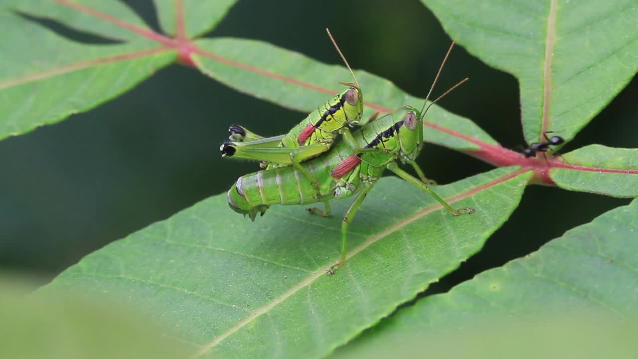 Anapodisma miramae (蚱蜢) 交配视频素材