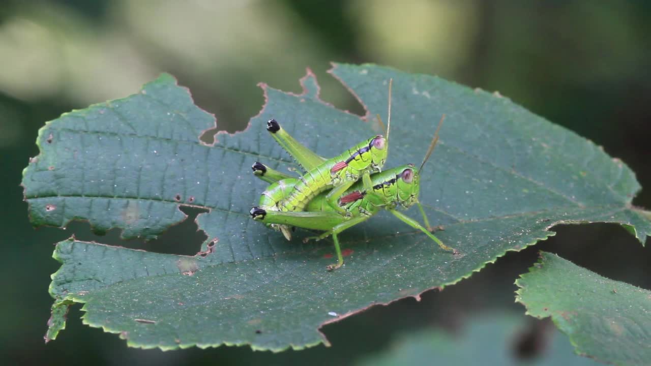 Anapodisma miramae (蚱蜢) 交配视频素材