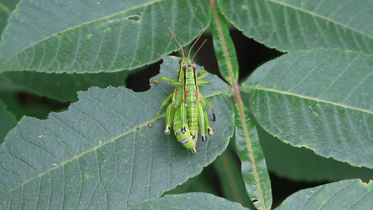 Anapodisma miramae (蚱蜢) 交配视频素材