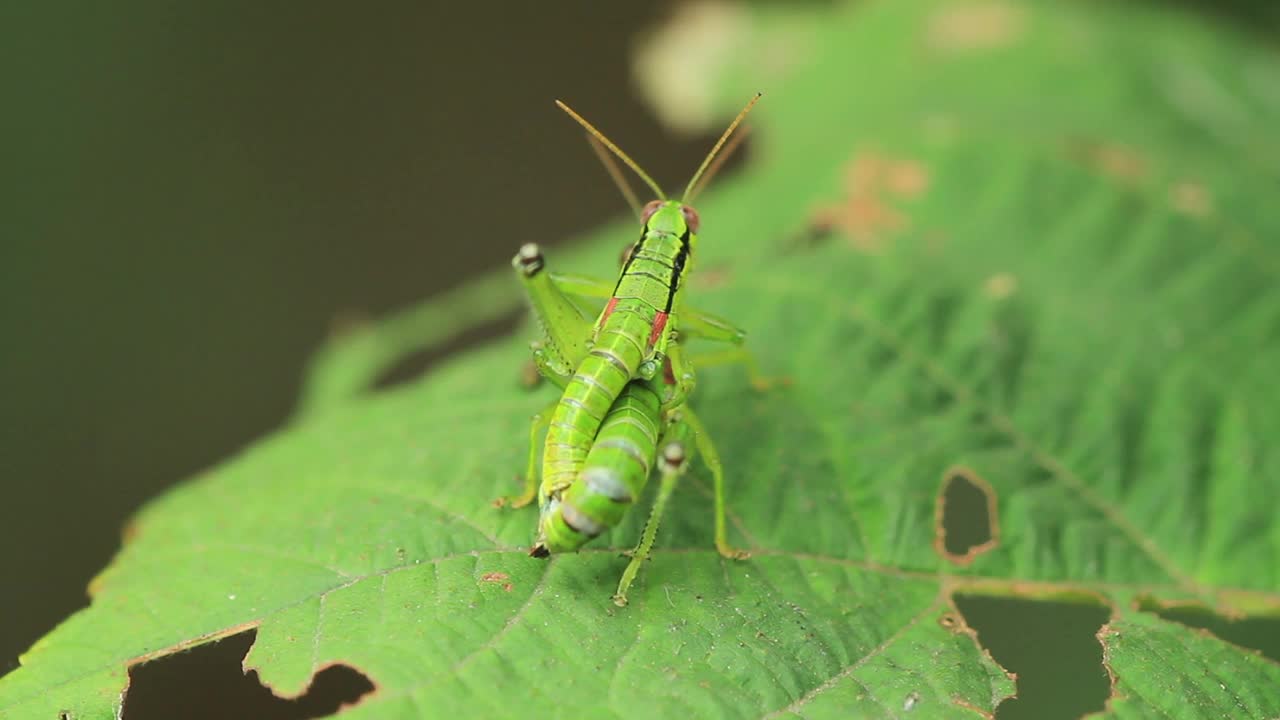 Anapodisma miramae (蚱蜢) 交配视频素材