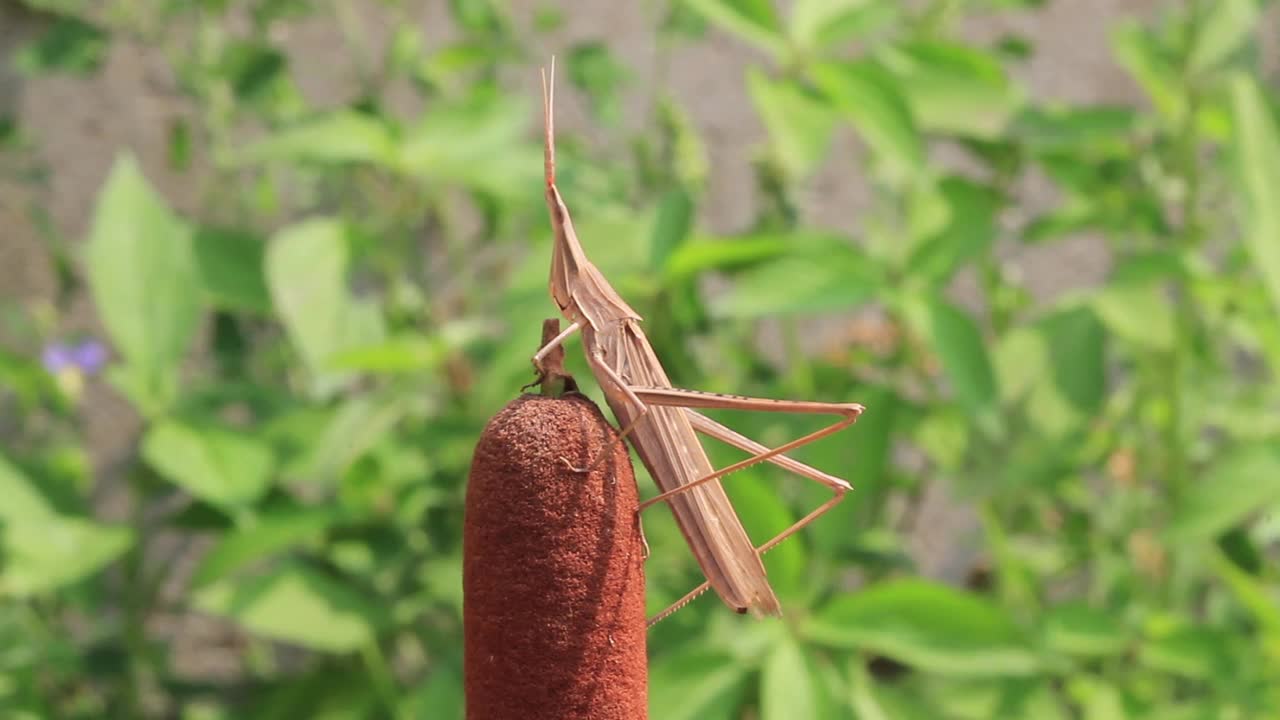 Acrida灰质(蝗虫)视频素材