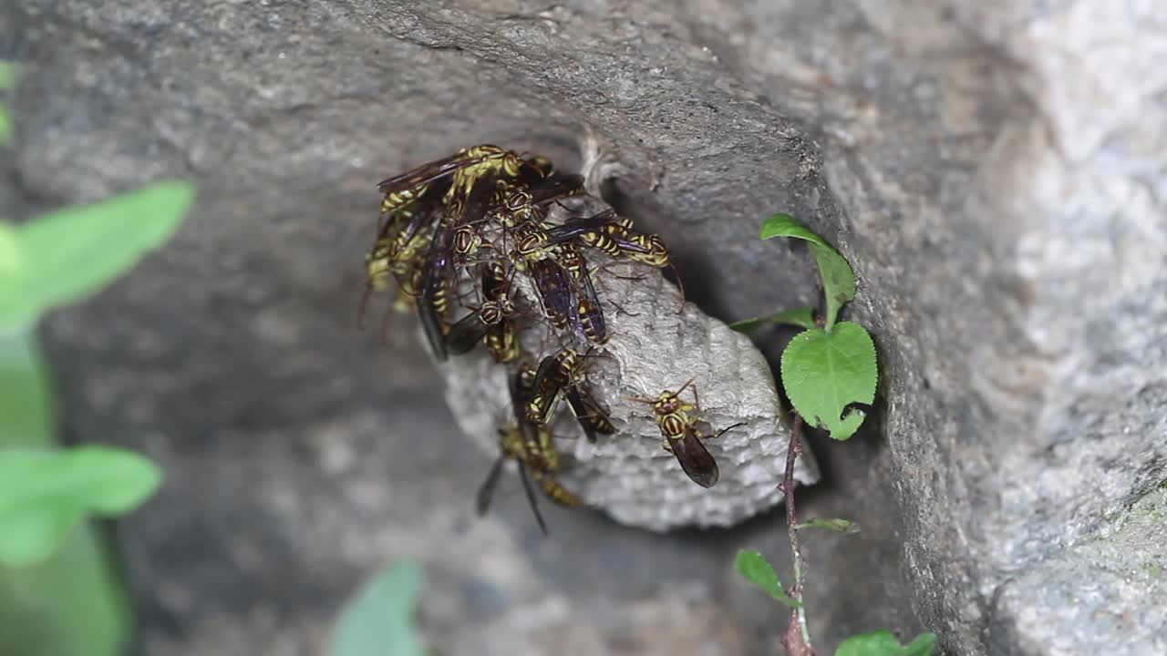 波兰语视频素材