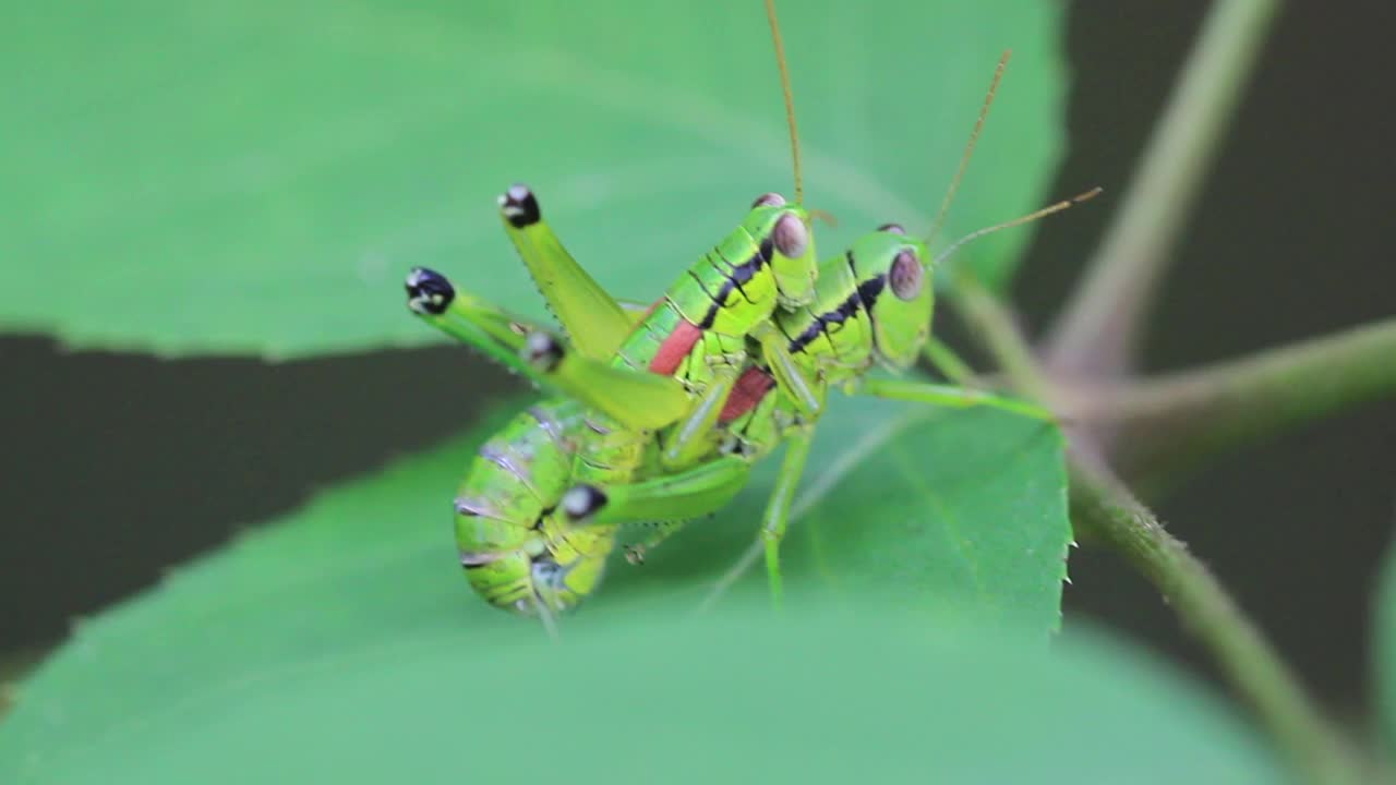 Anapodisma miramae (蚱蜢) 交配视频素材