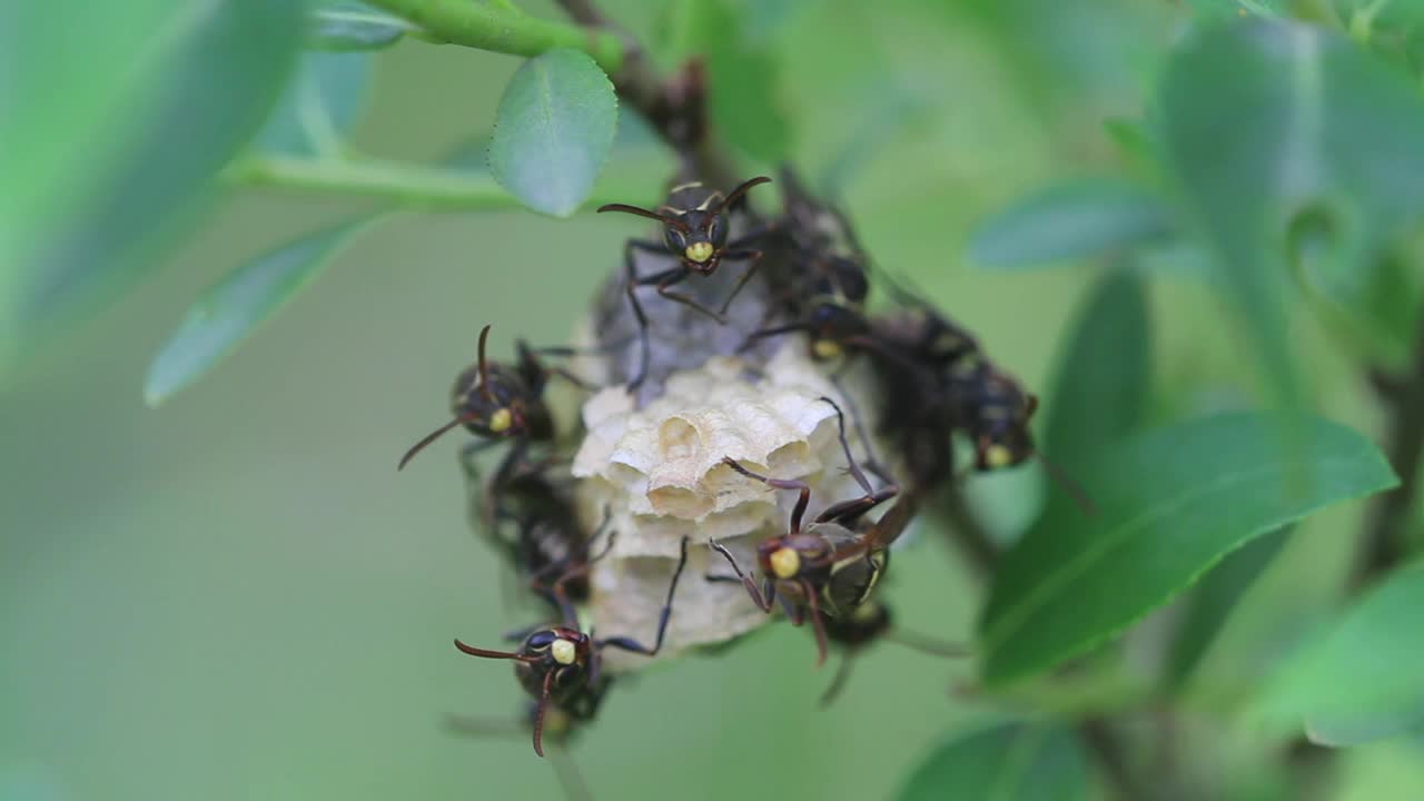 采购产品jokahamae jokahamae(纸张黄蜂)视频素材