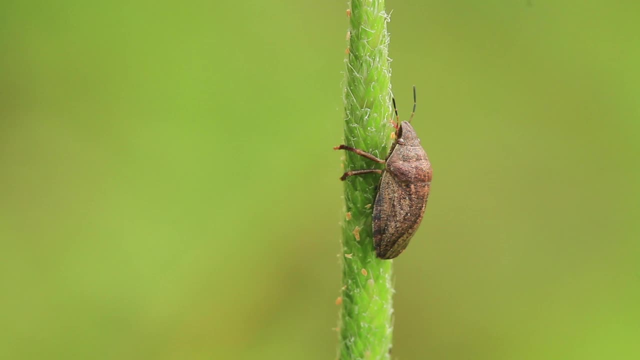 艾利亚·菲贝里（臭虫）视频素材