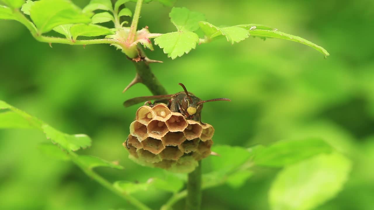 采购产品jokahamae jokahamae(纸张黄蜂)视频素材