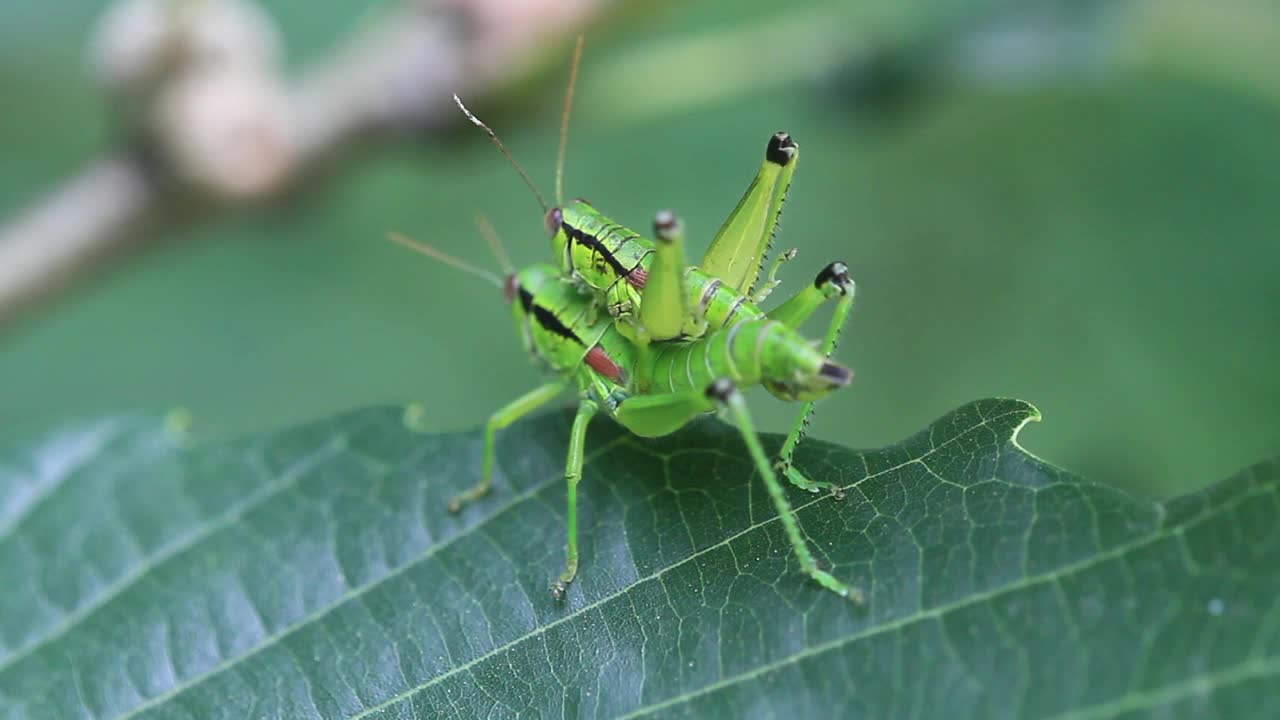 Anapodisma miramae (蚱蜢) 交配视频素材