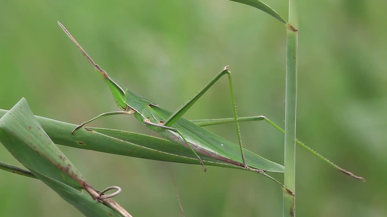 Acrida灰质(蝗虫)视频素材