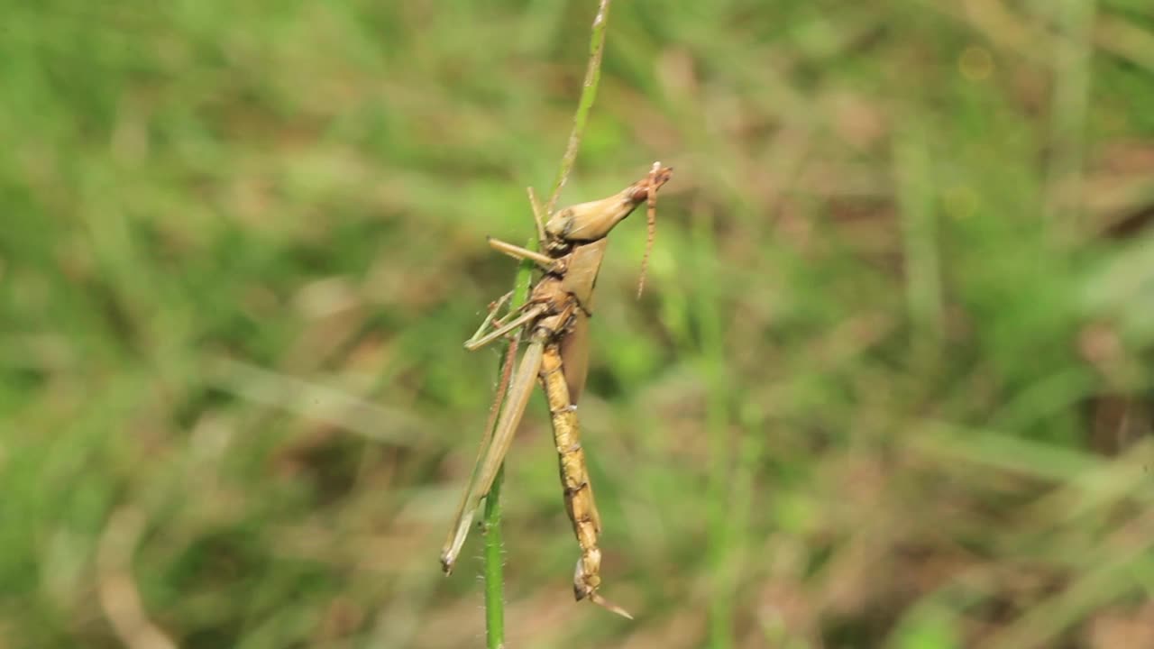 Acrida灰质(蝗虫)视频素材