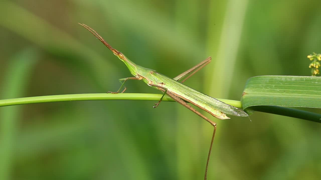 Acrida灰质(蝗虫)视频素材