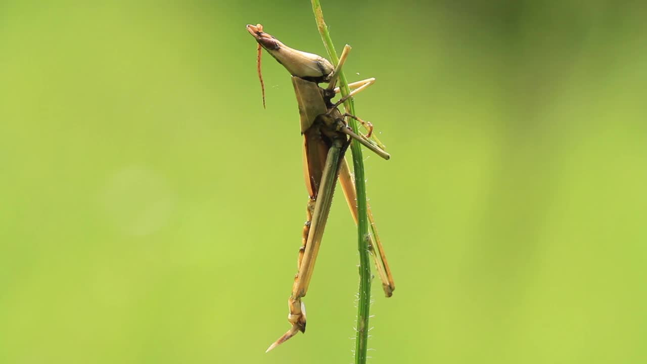 Acrida灰质(蝗虫)视频素材