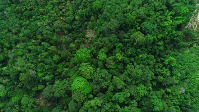 空中拍摄的雨林。郁郁葱葱的丛林绿树俯瞰从空中俯瞰茂密的雨林树冠景观。生态健康环境与自然理念视频素材