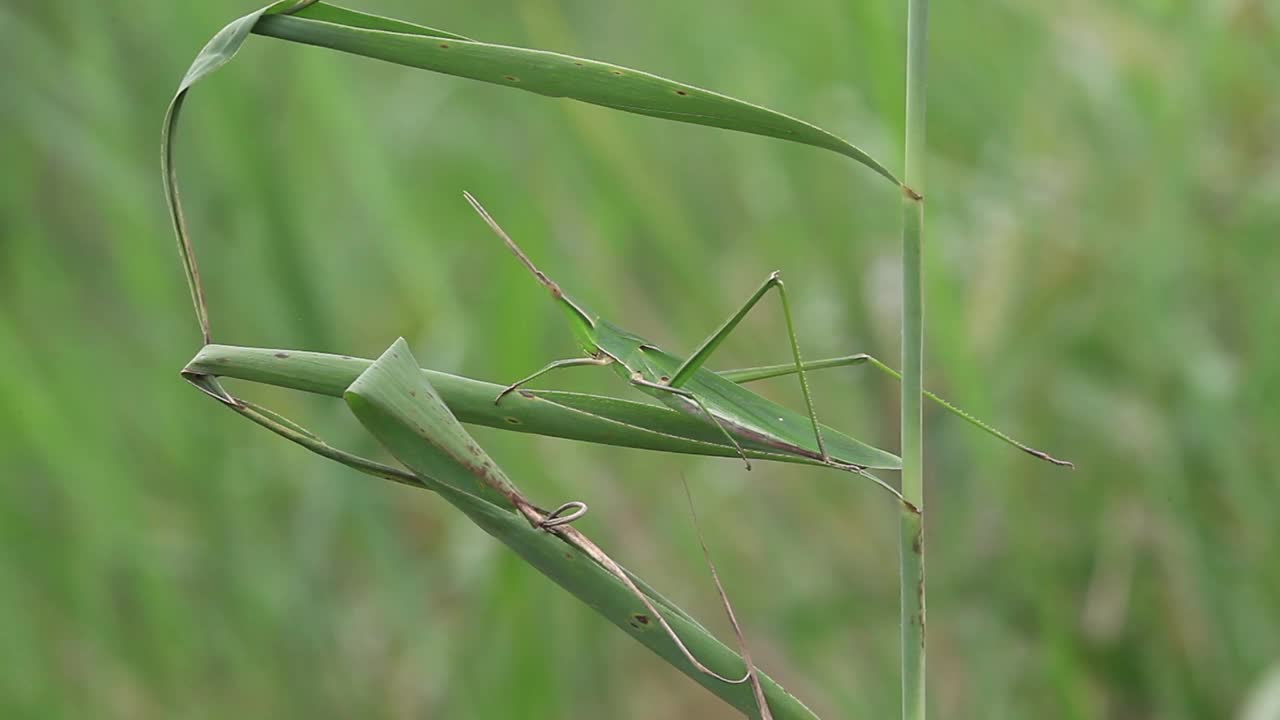 Acrida灰质(蝗虫)视频素材