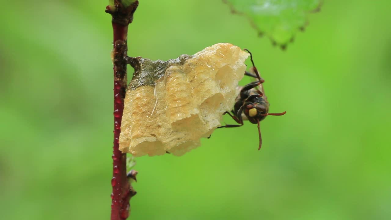 Polistes snelleni(纸张黄蜂)视频素材