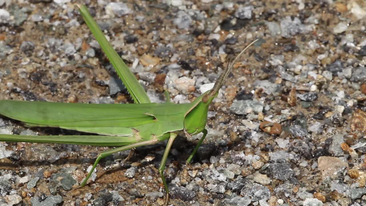 Acrida灰质(蝗虫)视频素材