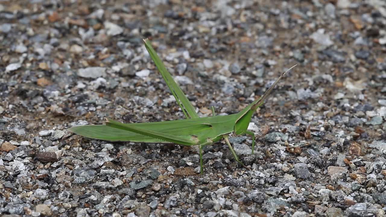 Acrida灰质(蝗虫)视频素材