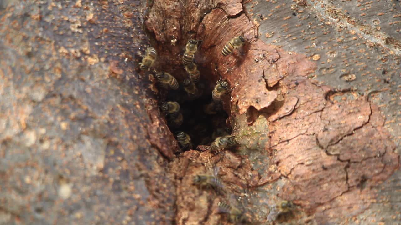 中华蜜蜂巢(东方蜜蜂)视频素材