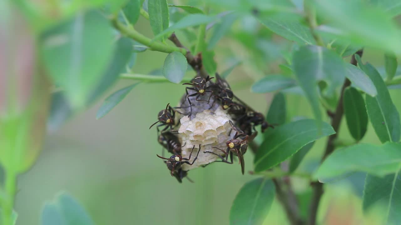 采购产品jokahamae jokahamae(纸张黄蜂)视频素材