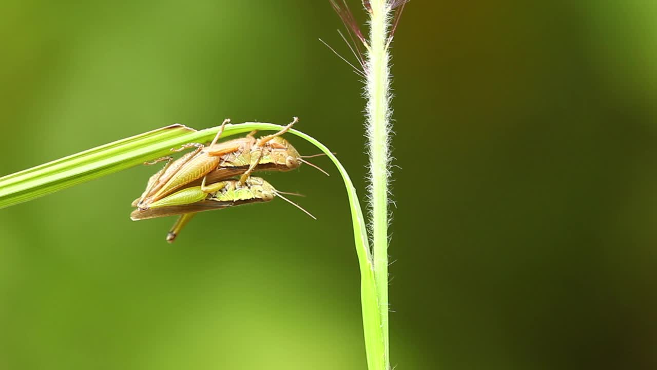 蚱蜢交配视频素材