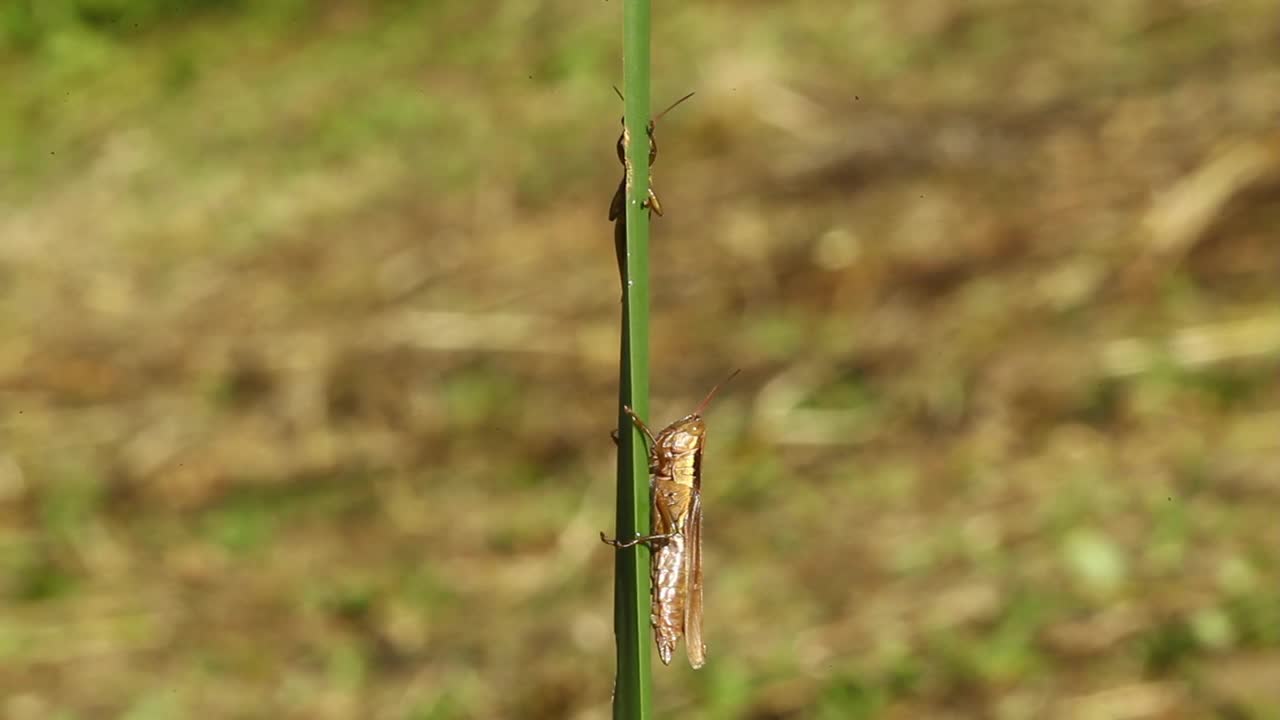 Oxya japonica(蚱蜢)吃草视频素材