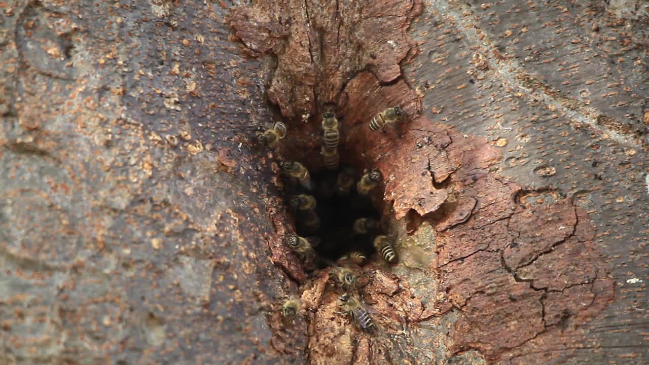 中华蜜蜂巢(东方蜜蜂)视频素材