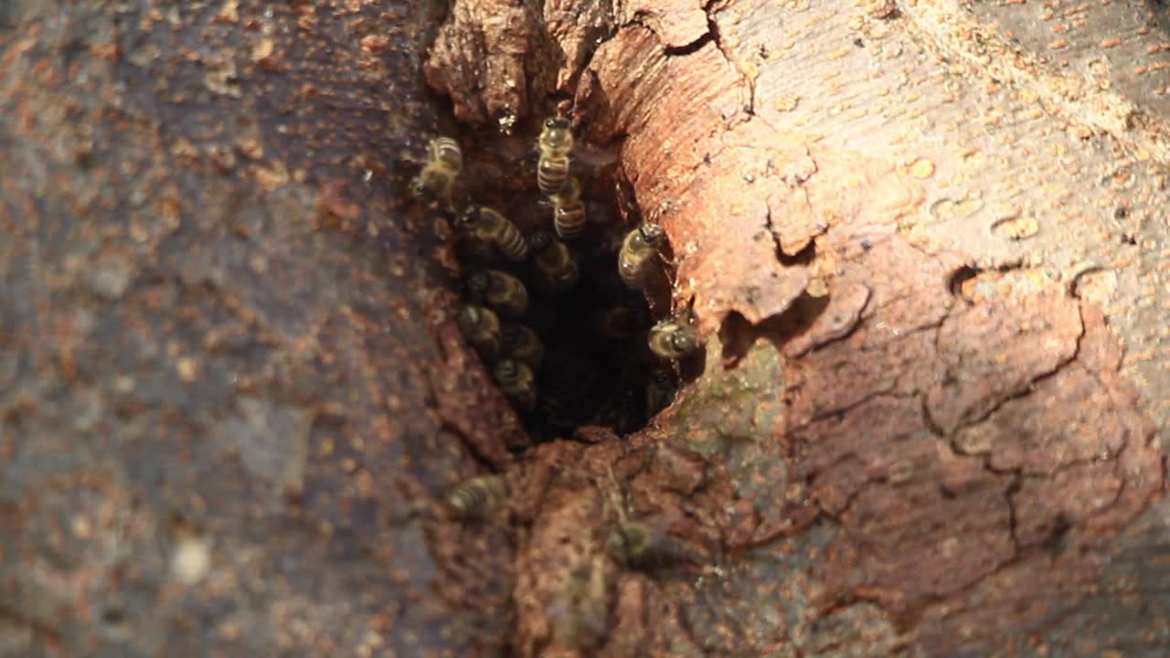 中华蜜蜂巢(东方蜜蜂)视频素材