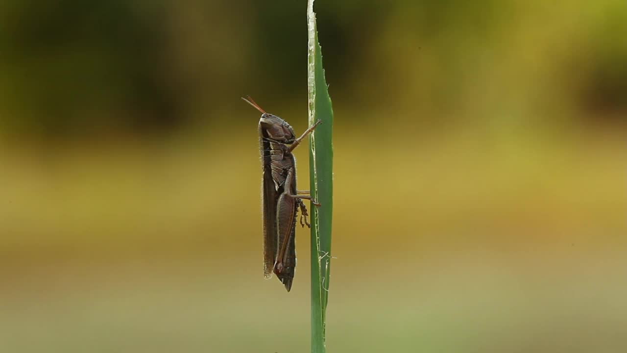 蚱蜢吃草视频素材