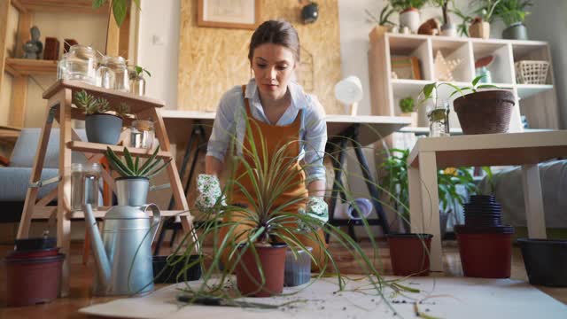 室内植物护理人员在她的客厅里移植马尾掌植物视频素材