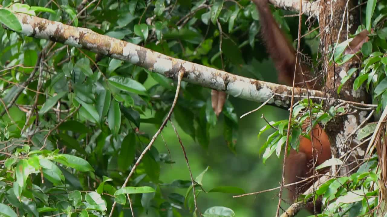 婆罗洲沙巴州的猩猩视频下载