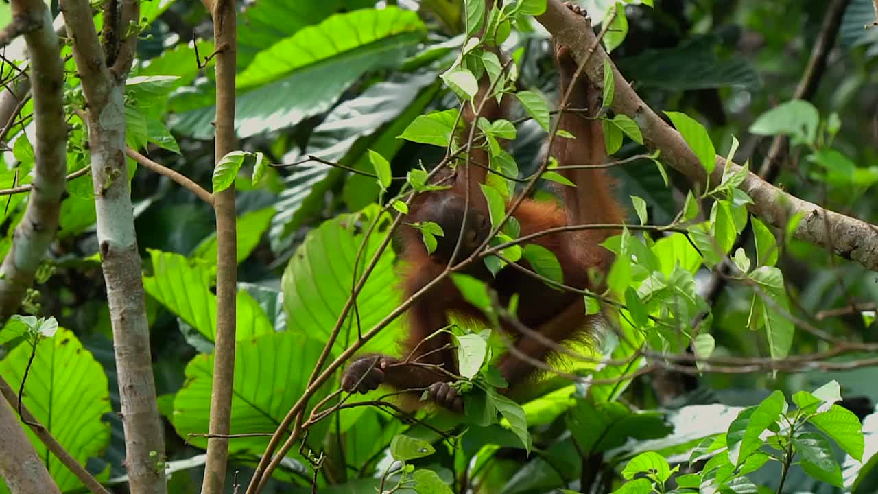 婆罗洲沙巴州的猩猩视频素材