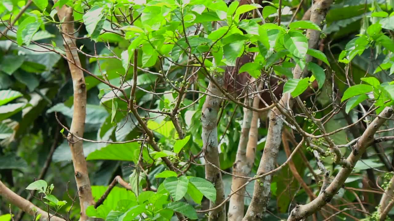 婆罗洲猩猩的幼崽视频素材