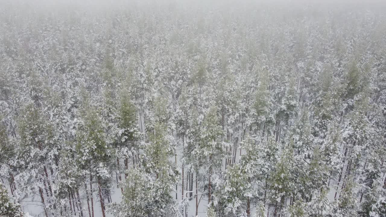 在一个有雾的日子里飞过冬天的森林视频素材